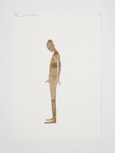 David Austen 24