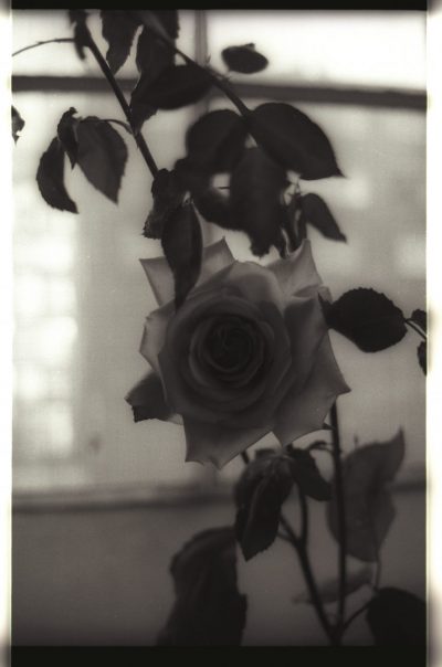 David Austen rose1