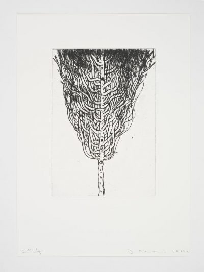 David Austen 26